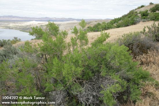 Sarcobatus vermiculatus