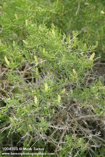 Sarcobatus vermiculatus