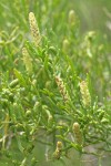 Greasewood blossoms & foliage detail