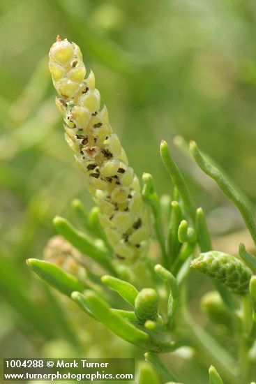 Sarcobatus vermiculatus