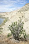 Greasewood on sandy cliff above Hanford Reach of Columbia River