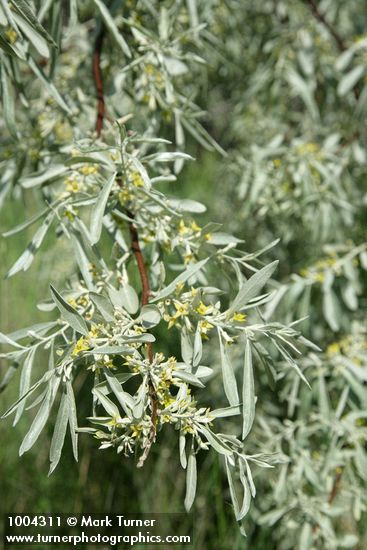 Elaeagnus angustifolia