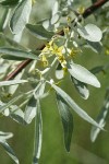 Russian Olive blossoms & foliage