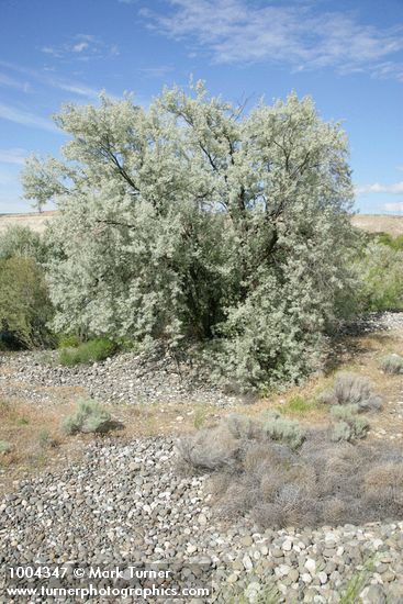 Elaeagnus angustifolia