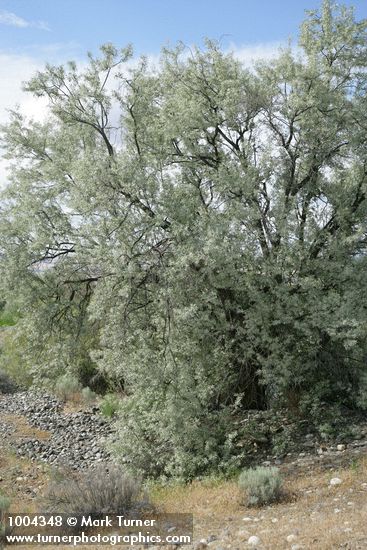 Elaeagnus angustifolia