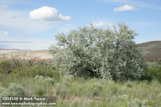 Elaeagnus angustifolia
