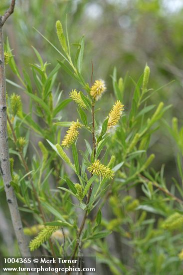 Salix exigua