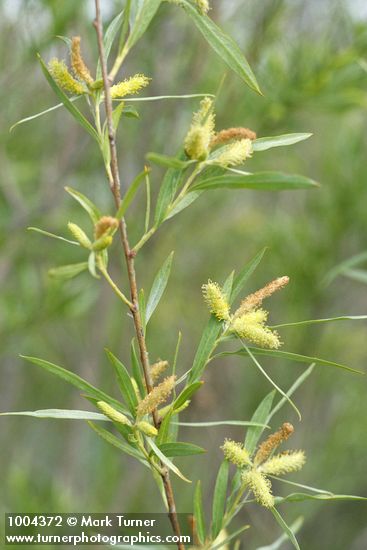 Salix exigua