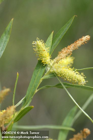 Salix exigua