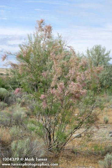 Tamarix parviflora