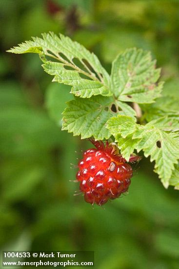 Rubus spectabilis
