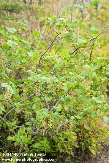 Ribes acerifolium (R. howellii)