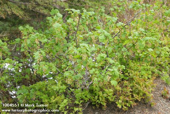 Ribes acerifolium (R. howellii)
