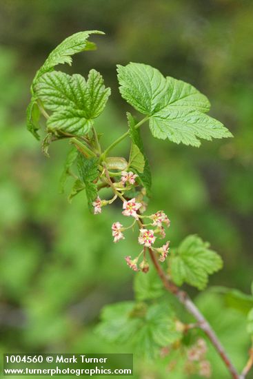 Ribes acerifolium (R. howellii)