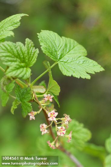 Ribes acerifolium (R. howellii)