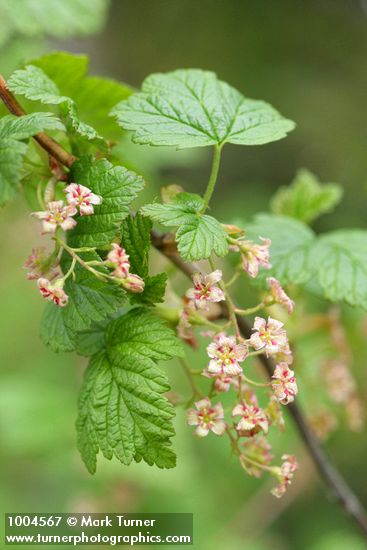 Ribes acerifolium (R. howellii)