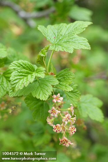 Ribes acerifolium (R. howellii)