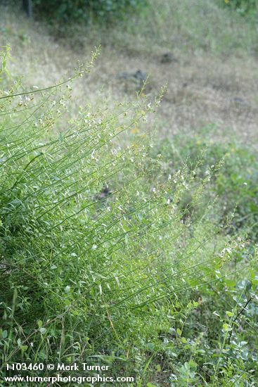 Keckiella breviflora