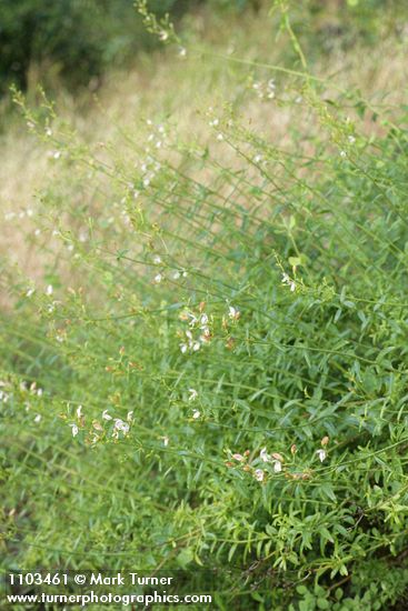 Keckiella breviflora