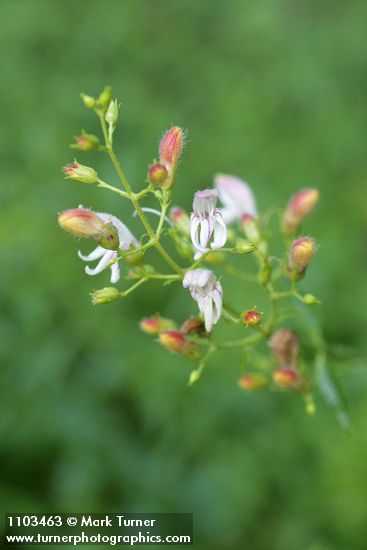 Keckiella breviflora