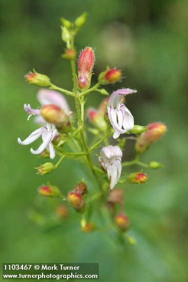 Keckiella breviflora