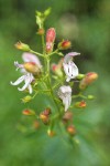 Bush Beardtongue blossoms detail