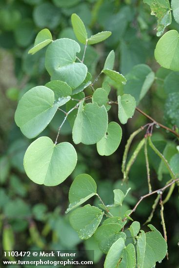 Cercis orbiculata (Cercis occidentalis)