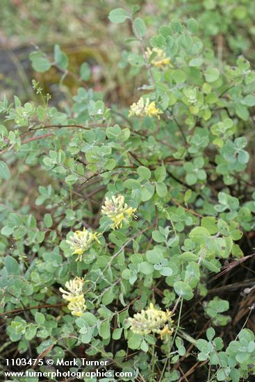 Lonicera interrupta
