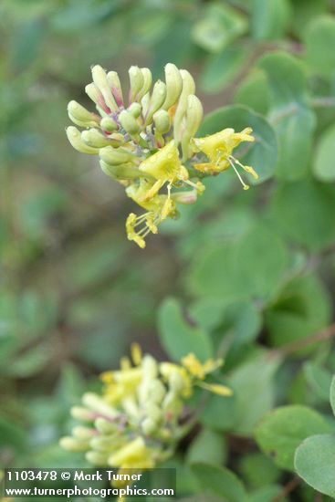 Lonicera interrupta