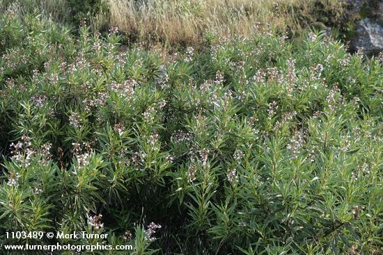 Eriodictyon californicum