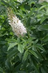 California Buckeye blossoms & foliage
