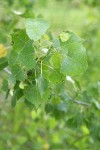 Fremont cottonwood foliage