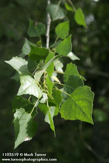 Populus fremontii
