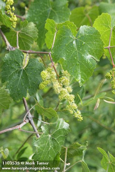 Vitis californica