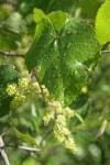 California Wild Grape blossoms & foliage