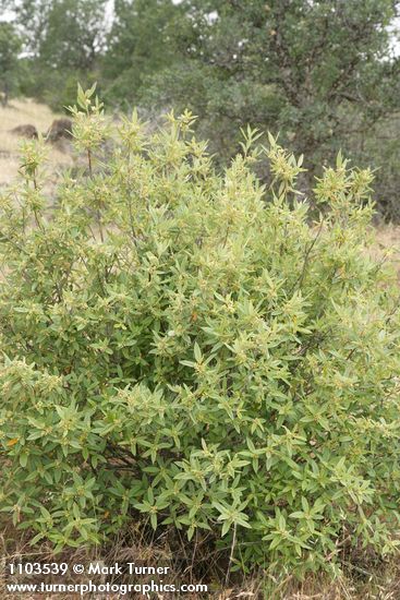 Frangula rubra (Rhamnus rubra)