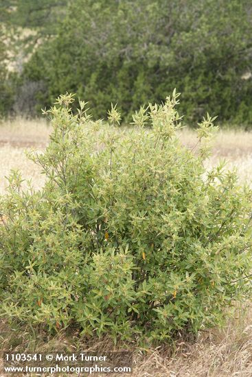 Frangula rubra (Rhamnus rubra)