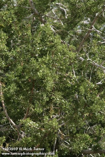 Juniperus californica
