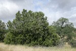 California Juniper
