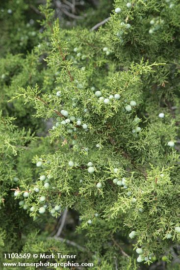 Juniperus californica