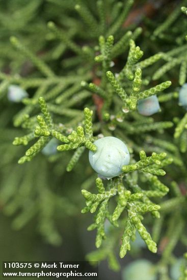 Juniperus californica