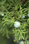 California Juniper berry & foliage detail