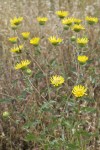 Hairy Gumweed