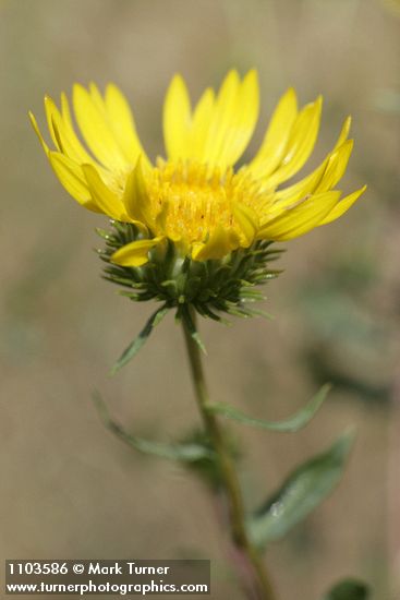 Grindelia hirsutula