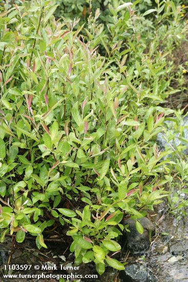 Salix breweri