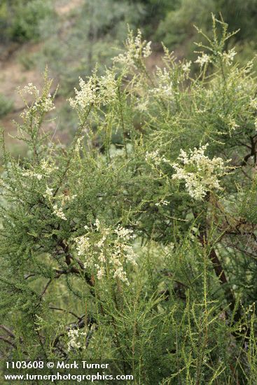 Adenostoma fasciculatum