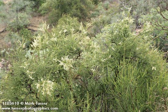 Adenostoma fasciculatum