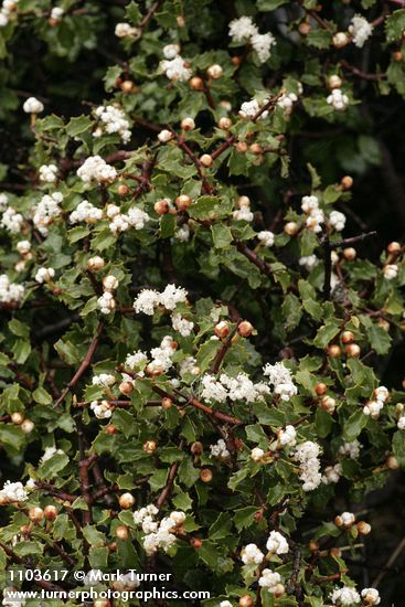 Ceanothus jepsonii