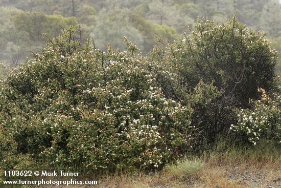 Ceanothus jepsonii