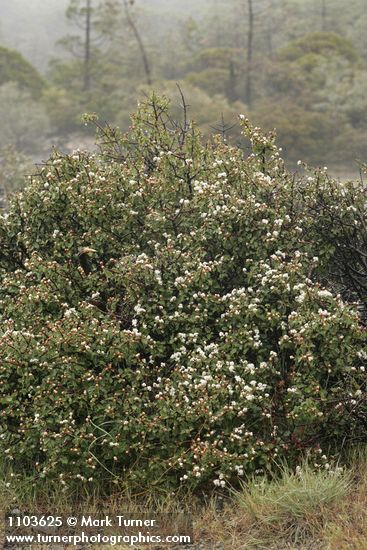 Ceanothus jepsonii